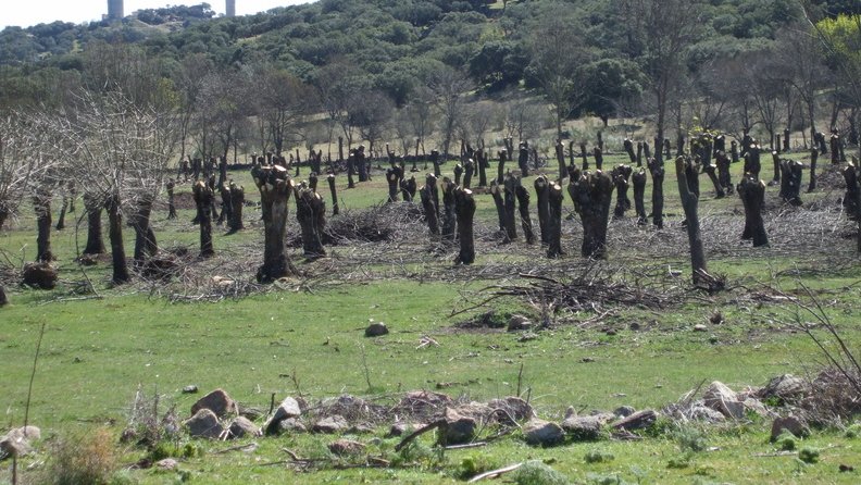 #WordleForestal
TRASMOCHO. Poda en la que se cortan todas las ramas verdes del árbol a partir de unos 3m. de altura, induciendo el crecimiento de múltiples ramas desde el punto de corte. Esto genera en el árbol con una protuberancia conocida popularmente como “cabeza de gato”.
