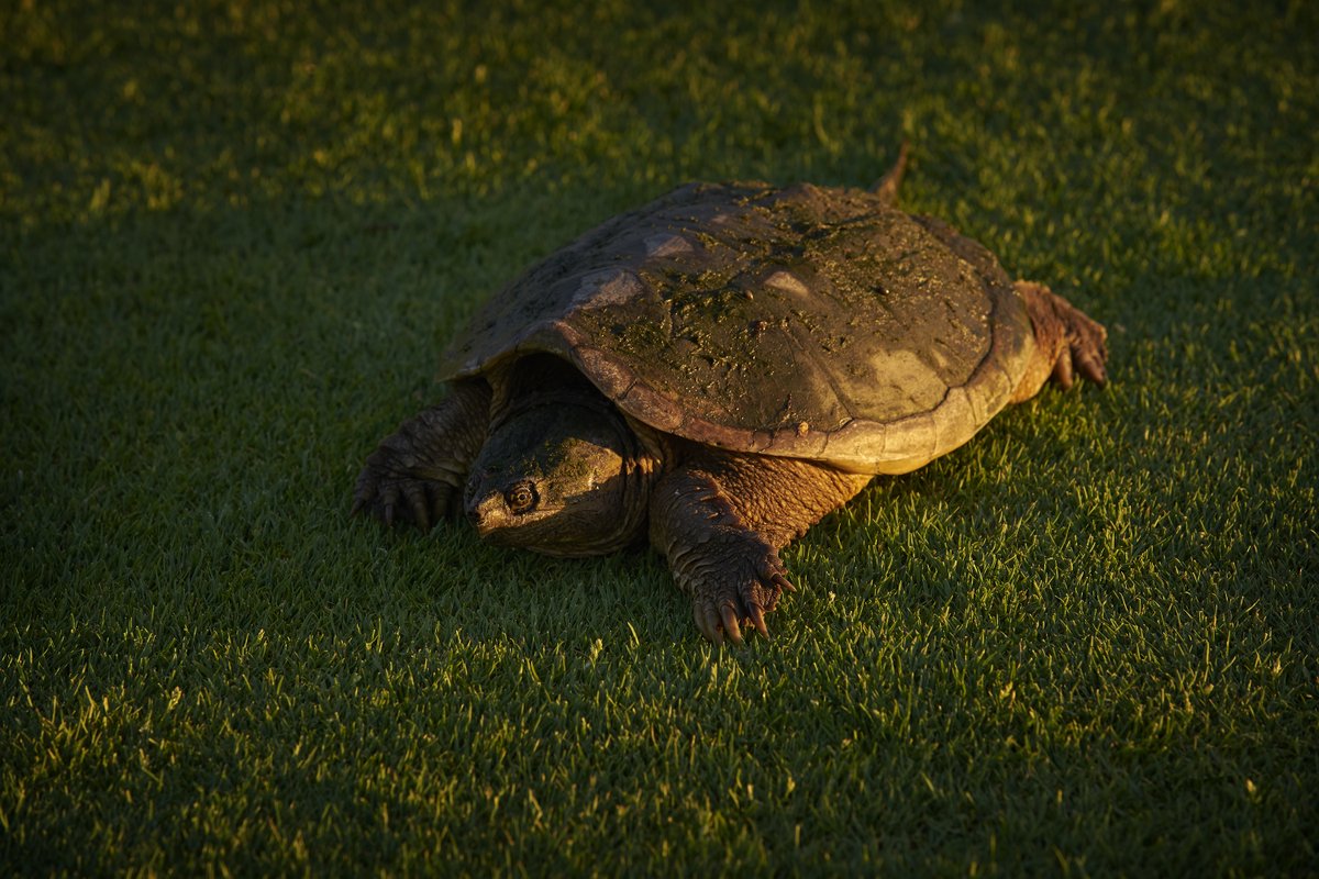 AudubonIntl's tweet photo. Congratulations to #AIMOD Des Moines Golf & Country Club for their #ACSPforGolf Recertification. They implement::
-Maintaining buffers around water bodies
-Establishing natural areas that don't require irrigation
-Using GPS equipped sprayers
Great work!
@USGA @GCSAA #GreenGolf https://t.co/6z7jn5ywVq
