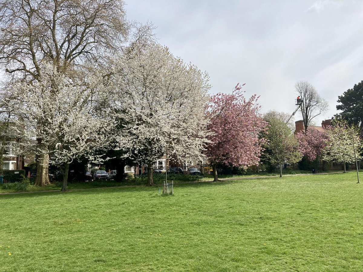 Wonderful to see the <a href="/nationaltrust/">National Trust</a> and <a href="/MyNottingham/">🏹 My Nottingham</a> #BlossomTogether project at Lenton Recreation Ground 🌳🌸 

More info👇
nationaltrust.org.uk/features/helpi…