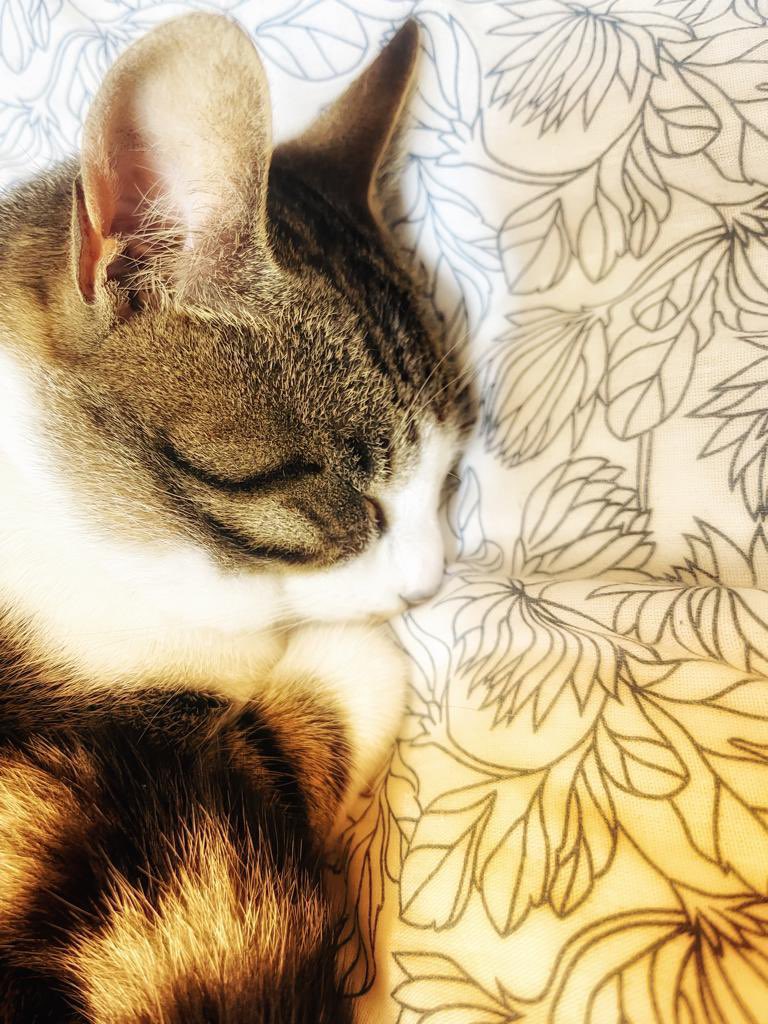 DoraKamara6's tweet photo. Sleeping beauty😽 https://t.co/lGcifmLvqR