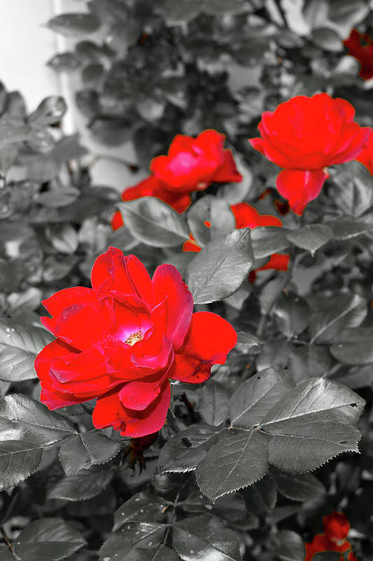 denisew428's tweet photo. #selectivecolorphotography #roses #Red
#ThisSpringBuyArt #BuyIntoArt
#MothersDayGifts
#flowers
https://t.co/WRiI45iFPZ https://t.co/1aqybAhiZk