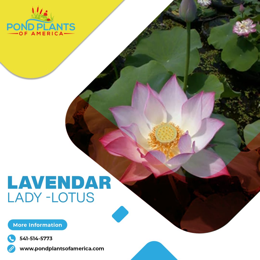 Want the amazing Lavender Lady -Lotus? Reach out to Pond Plants of America which have a vast collection of beautiful plants. Buy now-
pondplantsofamerica.com/products/copy-…
#Lavender #lotus #aquaplants #aquaplantsonline #tropicalwaterlily