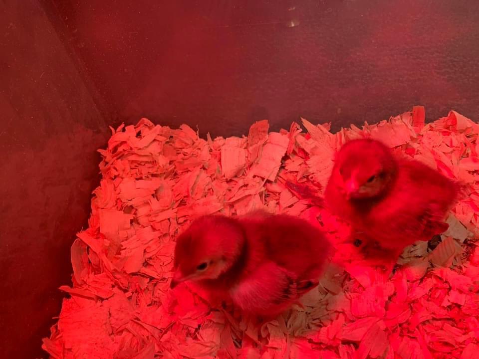 EESPRIDE's tweet image. We have some Egg-Citing visitors encouraging our eggs to hatch! We want to invite you join our watching party via Teams. Find the link below that will take you to the live camera watching over the eggs! emsisd.com/chickenwatch20… #WeAreElks #eMSproud