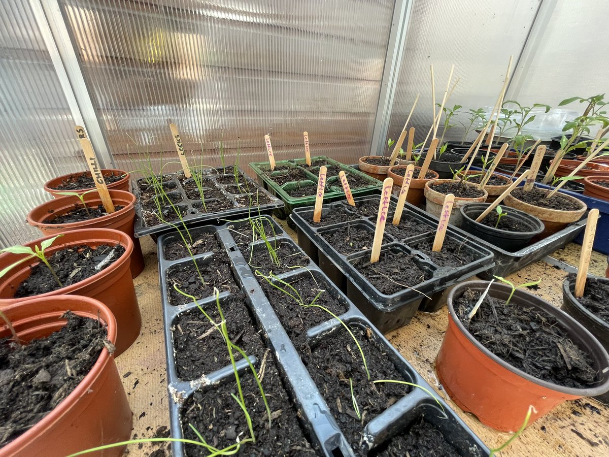 Another visit to the garden today. Mini Morrisons planting away, Mrs Morrison (granny) keeping things right. <a href="/knoxacademy/">Knox Academy</a> <a href="/KnoxSupport/">Knox Academy Pupil Support</a>