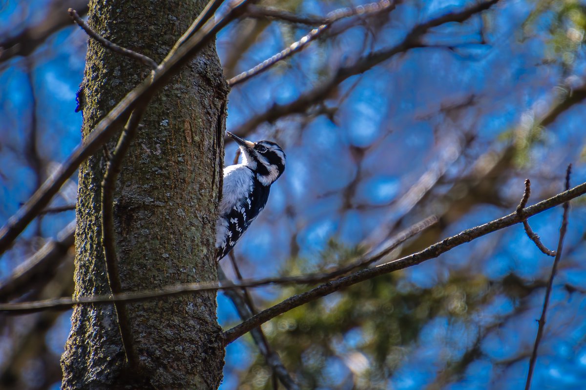 Hairy Woodpecker while out at <a href="/DarlingtonPP/">Darlington Provincial Park</a> a couple of weekends ago.
#WildlifeWednesday #Wildlifephotography #photography #woodpecker  #birdphotography <a href="/OntarioParks/">Ontario Parks</a>