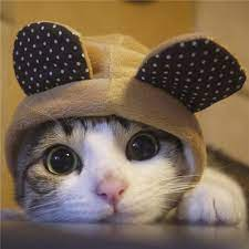 dashd82672272's tweet photo. @Jejouw @Imaginary_Ones @KarafuruNFT My favorite is cats
 @v4es8 @sonson_113 https://t.co/Mz16e6Oet6