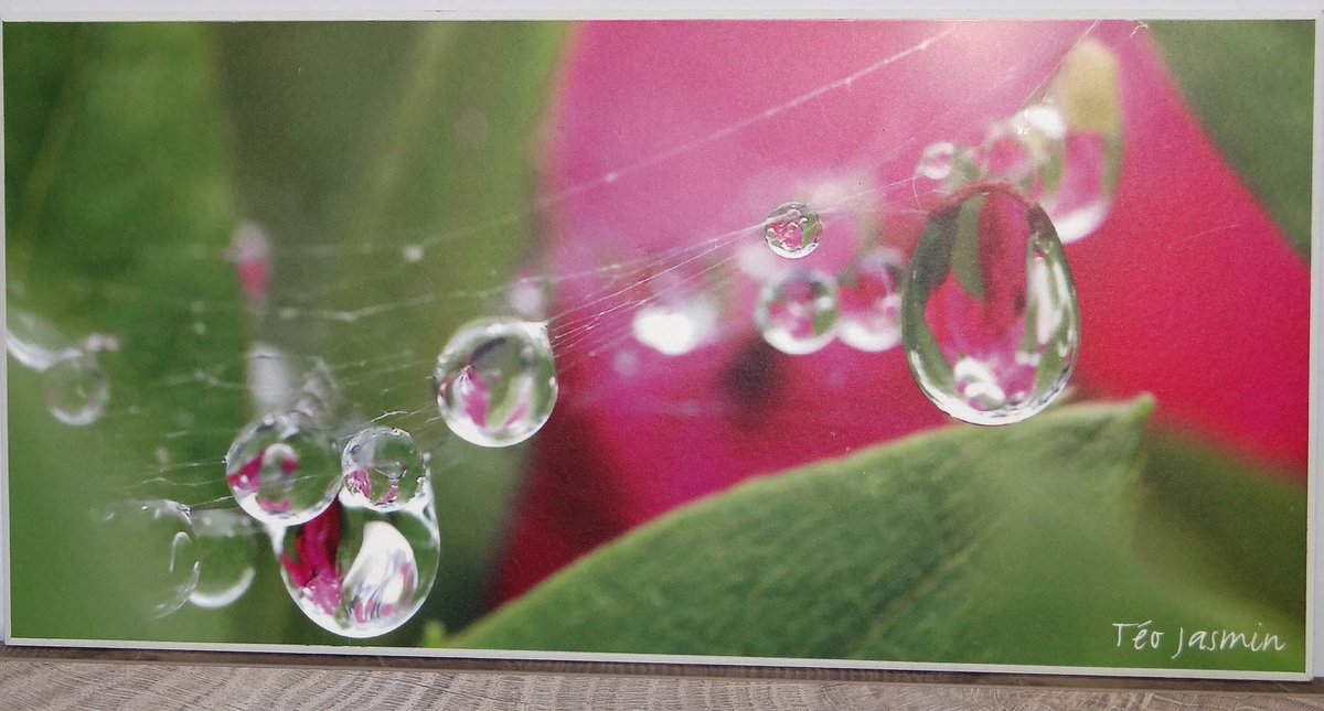 elementsdeco's tweet photo. Water drops, morning dew, in close-up, gift and wall decor https://t.co/Gg1WxkWMmm via @Etsy #photo #incloseup #waterdrops #dew #homedecor #housewarming #decorator #interiordesign @SympathyRTs @SGH_RTs @BlazedRTs @GFXCoach #etsyspecialt #SpecialTtweet #ElementsDeco #wiseshopper https://t.co/6W5Ls8ILZS