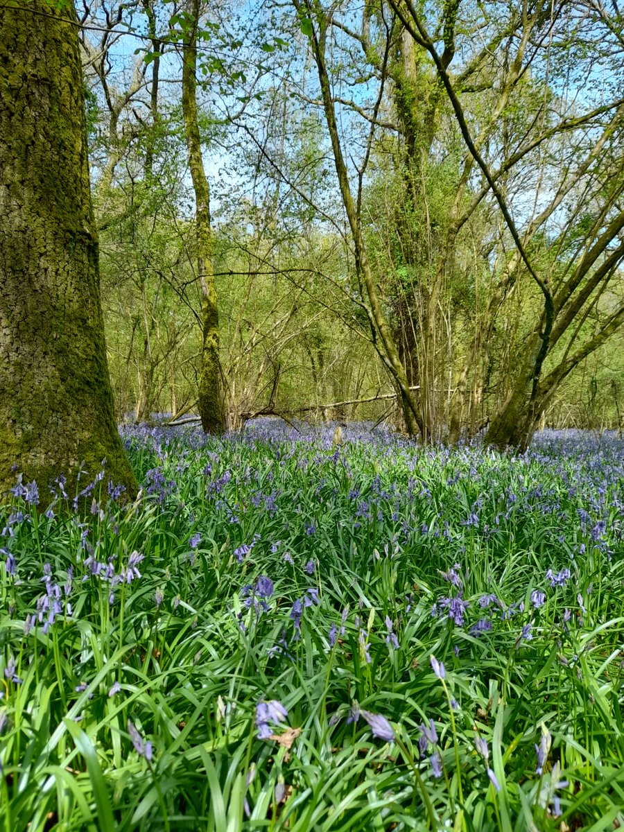LoddonFarm's tweet photo. Spring has definitely sprung https://t.co/mtKuIEnqUt