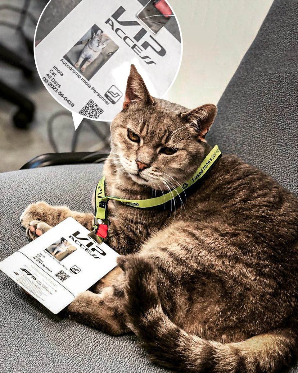 Fun fact: The cat that lives at Imola has its own VIP pass to race weekends 😸