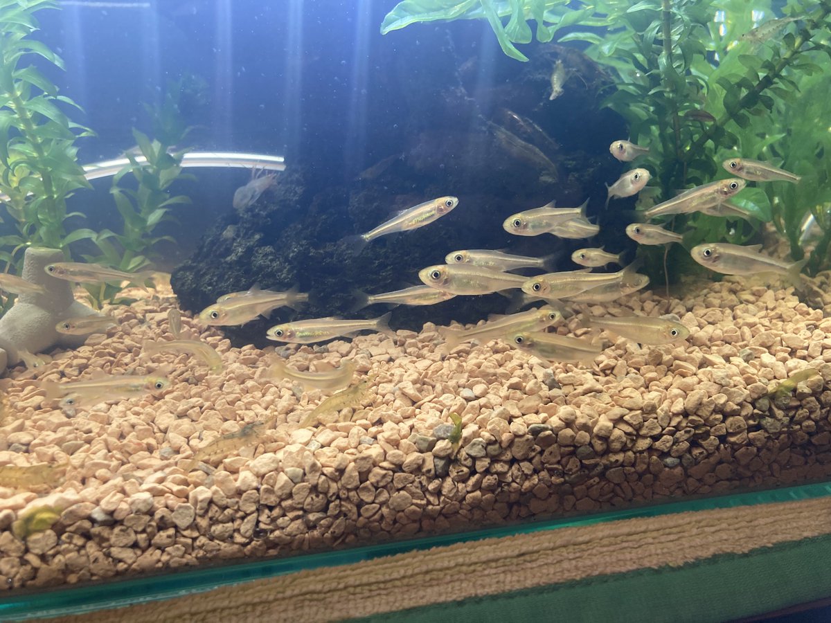 魚可愛い…笑笑