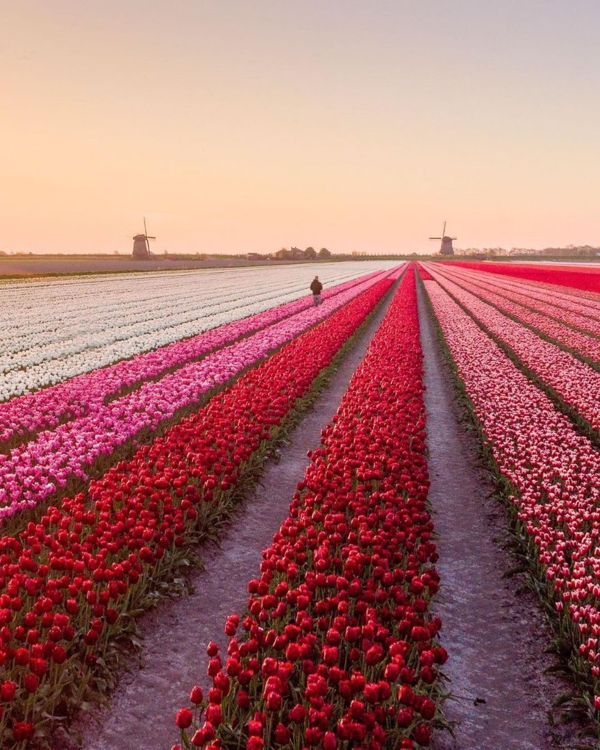 aestheticspost_'s tweet image. Tulip field in the Netherlands