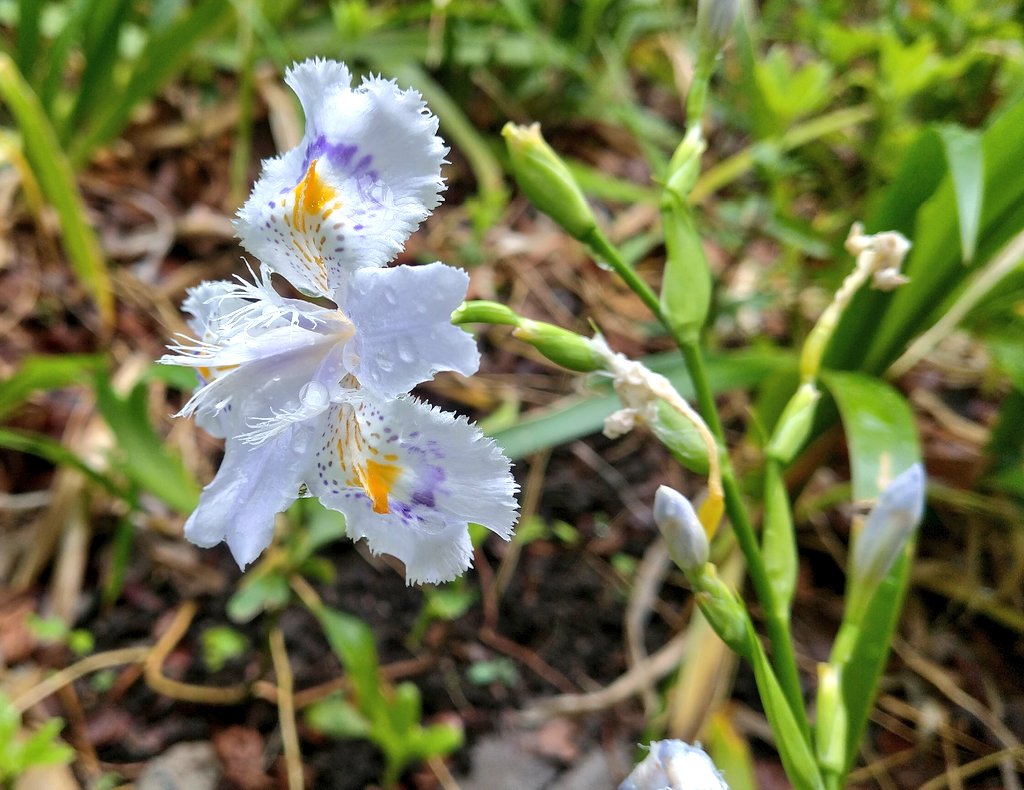 姫著莪 Twitter Search Twitter