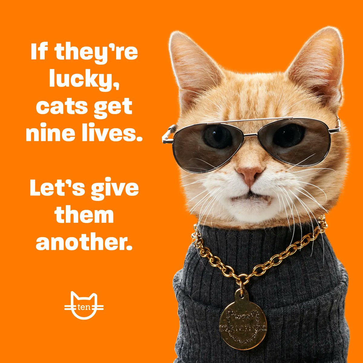 Do you: 

🐈 Love cats
🧡 Want all cats to live their best life
😺Like to have a good time

Then follow me! I’m Scooter,  the poster-cat for the Give Them Ten movement that works to give cats one more life on top of the nine they’ve already got. 

#itsneuteredscooter #spayneuter