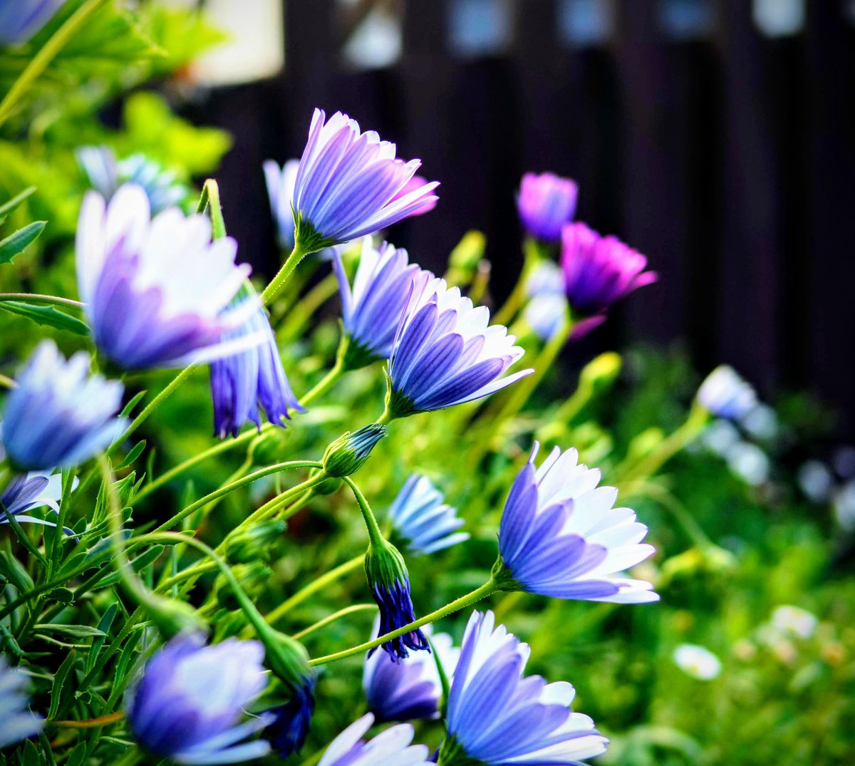 tadj0225's tweet photo. @Chris_ik_photos #MtAlbert #Auckland #NewZealand
#Photography #FlowerPhotography
#SonyAlpha #NEX5 #Sigma #Contemporary #C016
#花のある暮らし #カメラ好きな人と繫がりたい #写真で伝える私の世界 #カメラ部 #NZカメラ部 https://t.co/z3itB5sEli