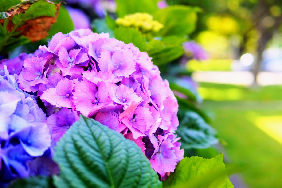 tadj0225's tweet photo. @Chris_ik_photos #MtAlbert #Auckland #NewZealand
#Photography #FlowerPhotography
#SonyAlpha #NEX5 #Sigma #Contemporary #C016
#花のある暮らし #カメラ好きな人と繫がりたい #写真で伝える私の世界 #カメラ部 #NZカメラ部 https://t.co/z3itB5sEli