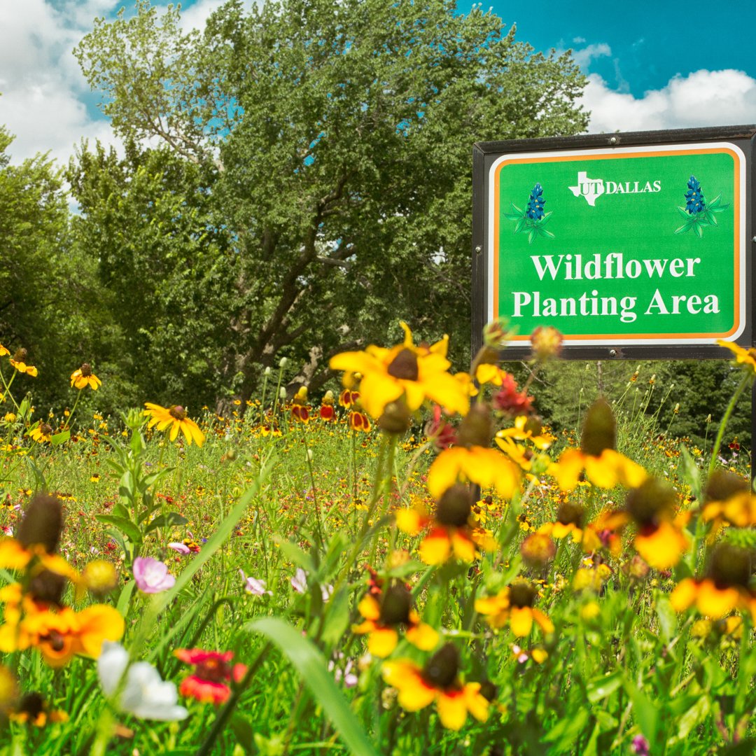 FutureComets's tweet image. Happy Earth Day! From beehive installations to Comet compost training, the Office of Sustainability and Office of Student Volunteerism did an awesome job putting together cool events all week. 
#GreenUTD #FutureComet