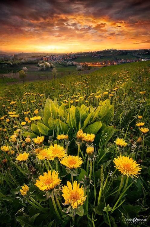 Mohammad_30's tweet photo. 👑⚡
TWITTER'S👑BIGGEST
🏆
🗝V I P👑
🗝RTWEET✔
🗝IF✔
🗝YOU✔
🗝FOLLOW ⚡V I P ✔
♥FOR A FOLLOW BACK ✔
#1LEGION #1EMPIRE
#TmSofia #MFSDV
#DinastiaMilenials
#TEAMSTALLION
#TeamUnidoS
#VIP_FRIENS
#PRINCESSE
#صورة_جديدة_للملف_الشخصي
#غرد_بصورة
#NaturePhotography
#NatureBeauty https://t.co/Q9U8Nv81FZ