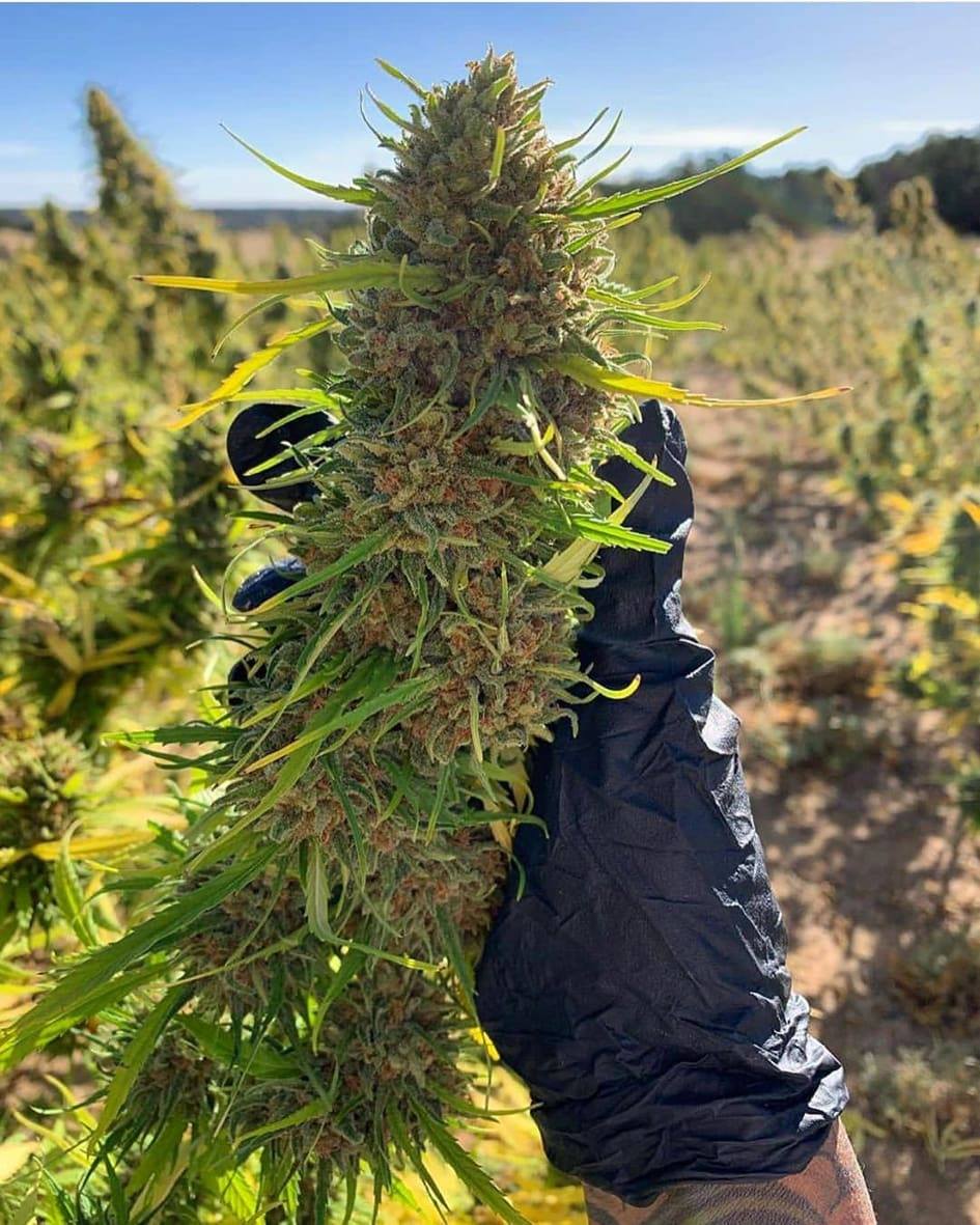 weed day 20/4🥦