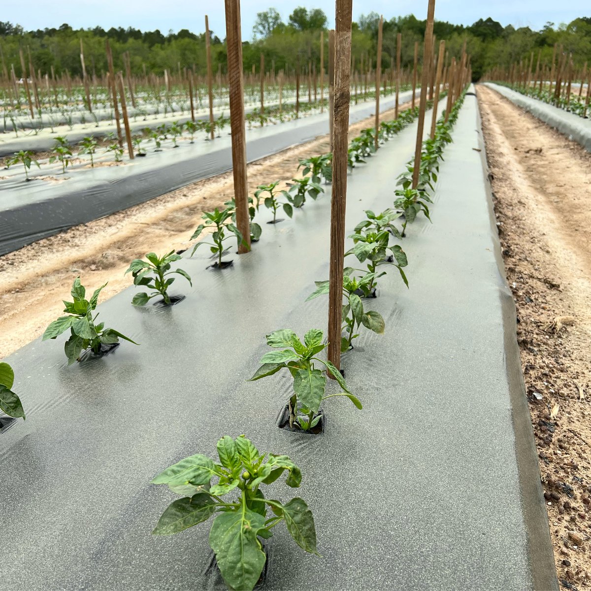 LMCompanies's tweet image. Georgia #peppers coming soon! #lmfamilyfarms #georgiagrown #agriculture #freshproduce  📸 Greg Cardamone