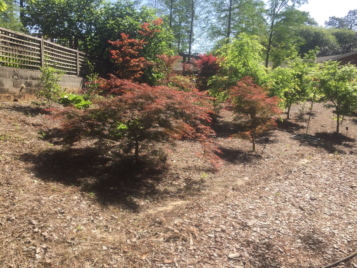 There is an impressive collection of Japanese maples <a href="/MobileGardens/">Mobile Gardens</a> and this is a perfect time to visit and see them in their prime.