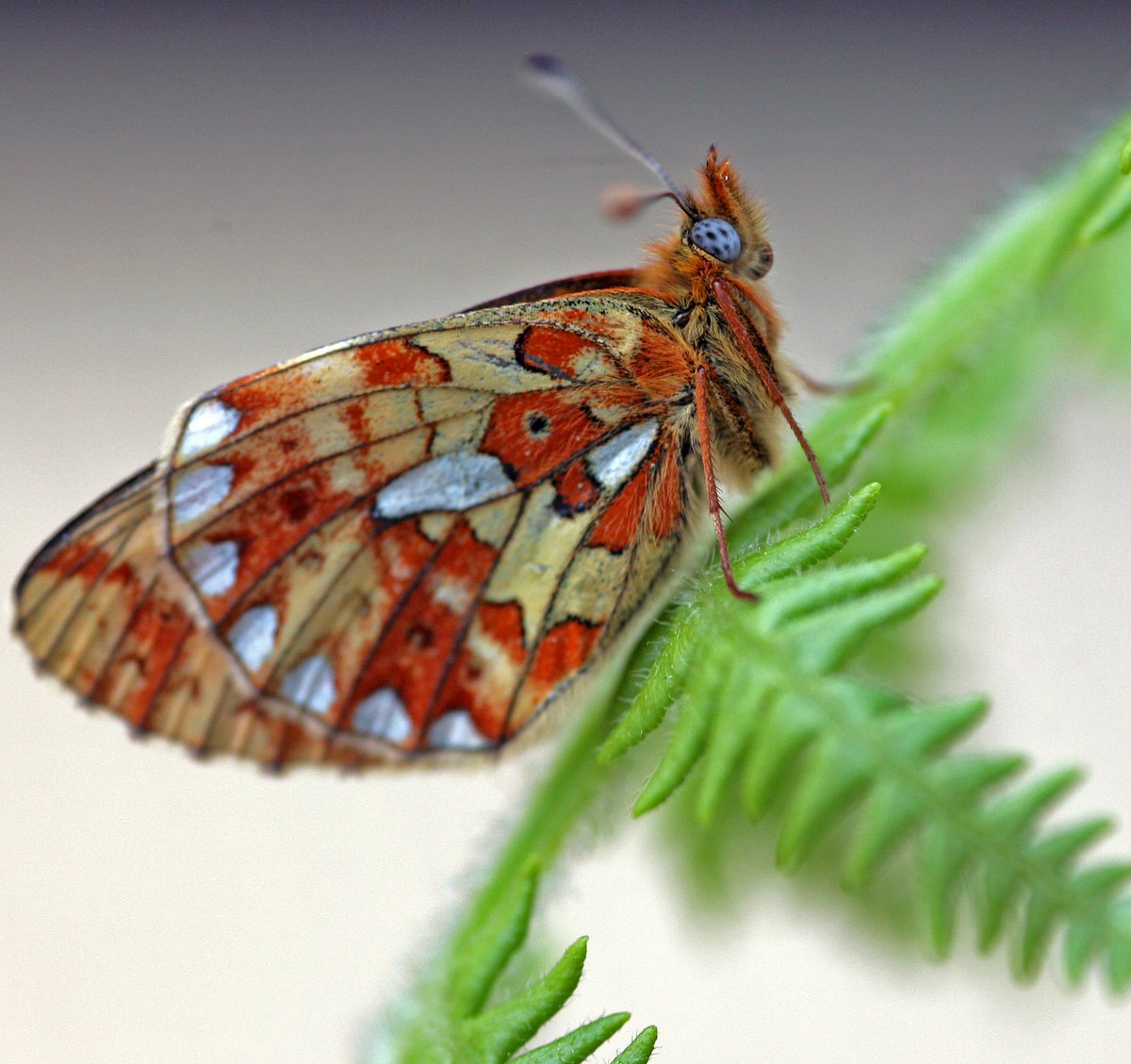 Exciting job opportunity for an experienced Conservation Officer for South Wales. 12 month contract, closing date 9th May. 

Details here - please scroll down!  butterfly-conservation.org/jobs