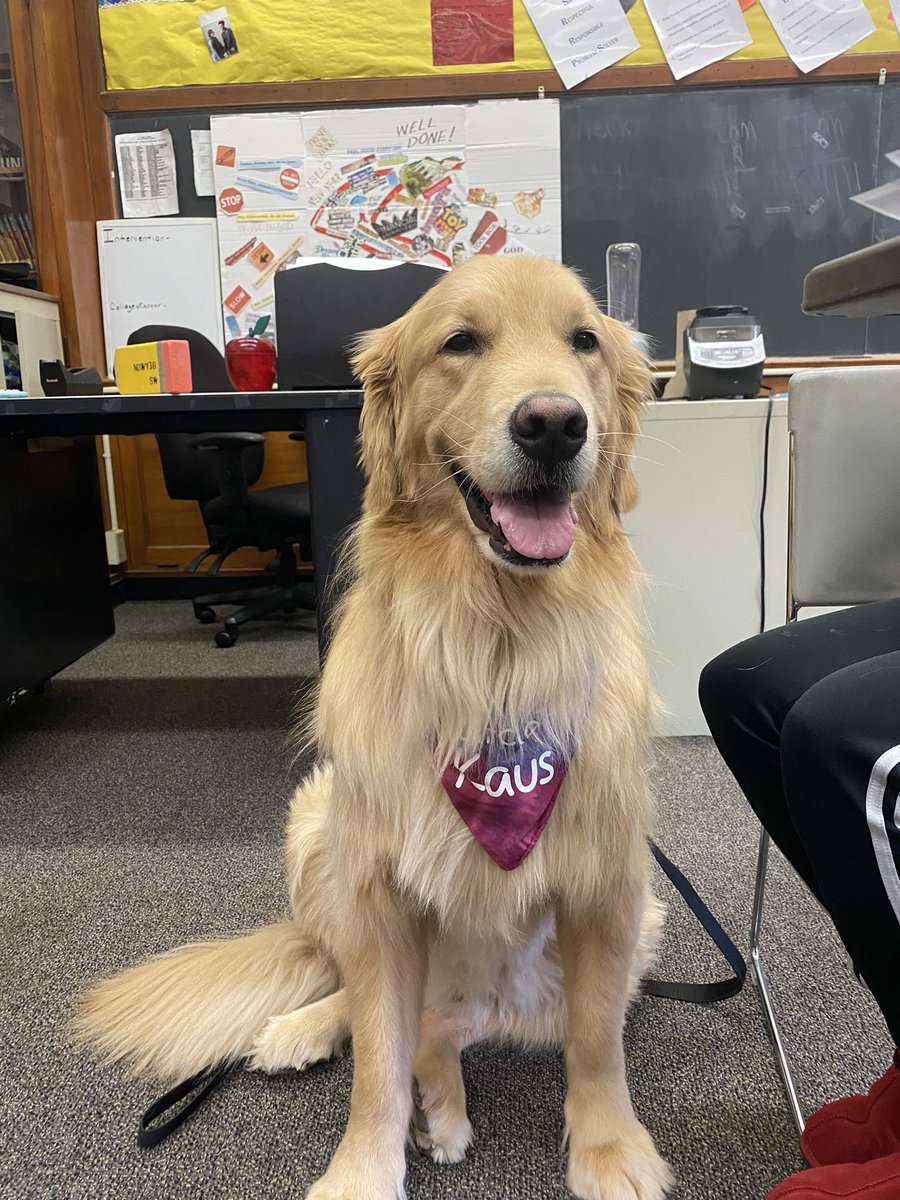 Happy Birthday to @LCNNWildcats favorite facility dog, Kaus!! We are so happy you were born!