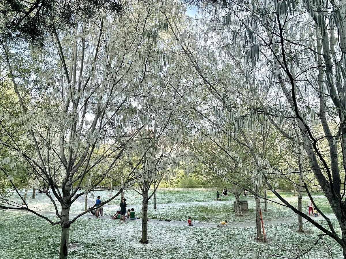 Así de bonito lucía Madrid Río hace unos días 😍

Y no, no es nieve 🤧 #primavera