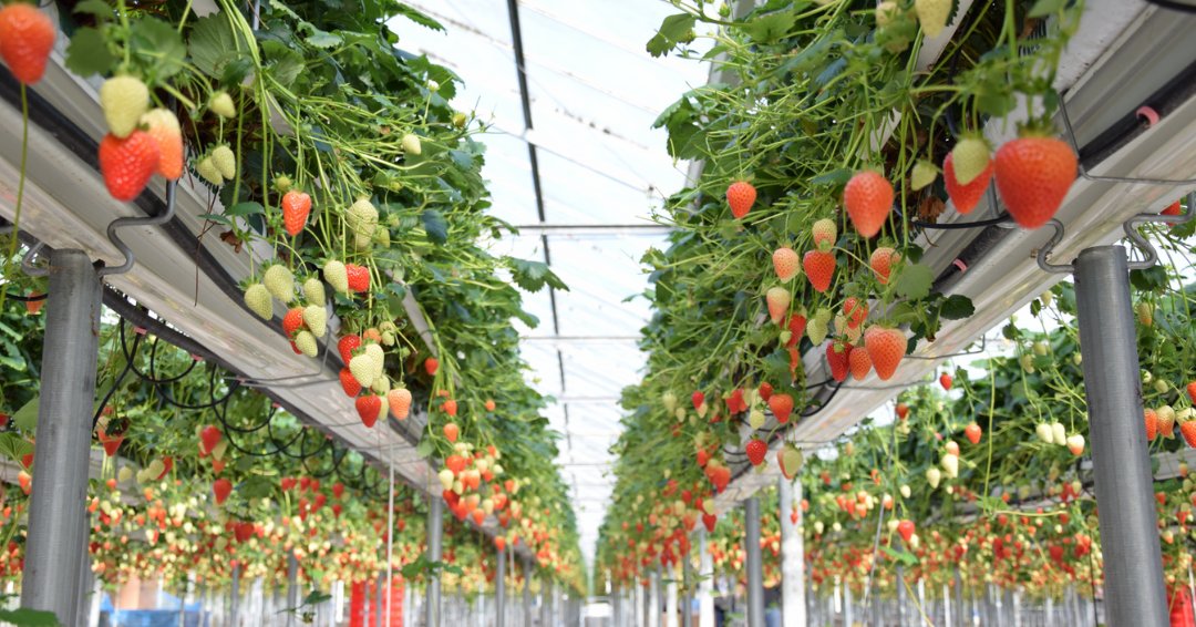 AngusFruit's tweet photo. Our British Glasshouse Strawberries are now available! Sweet, juicy, and delicious! 🍓 Supporting British growers. Contact the trading team today to place your order. 📞 #AngusTradingTeam #BritishBerries #SupportBritish #Strawberries https://t.co/URvfPg71GJ