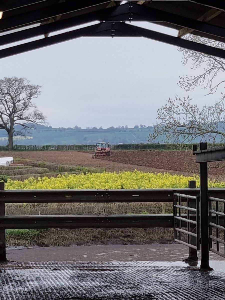 MottramRichard's tweet photo. It's all go today maize 2022 is a go #dairy #plants https://t.co/bdFQu9WsFj