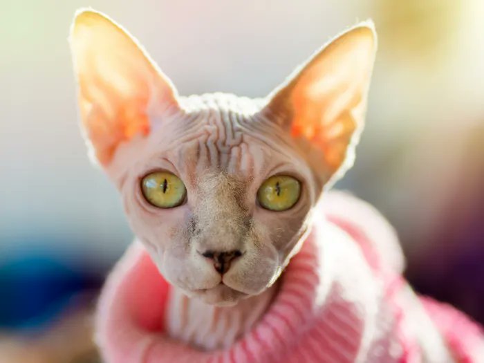 Sphynx cats are often thought of as bald cats, but they actually aren’t completely hairless! We've got 10 Sphynx cat facts that may surprise you about this beautiful breed of cats in this video and article 😻 buff.ly/3nQArSU #CatsOfTwitter #SphynxCats