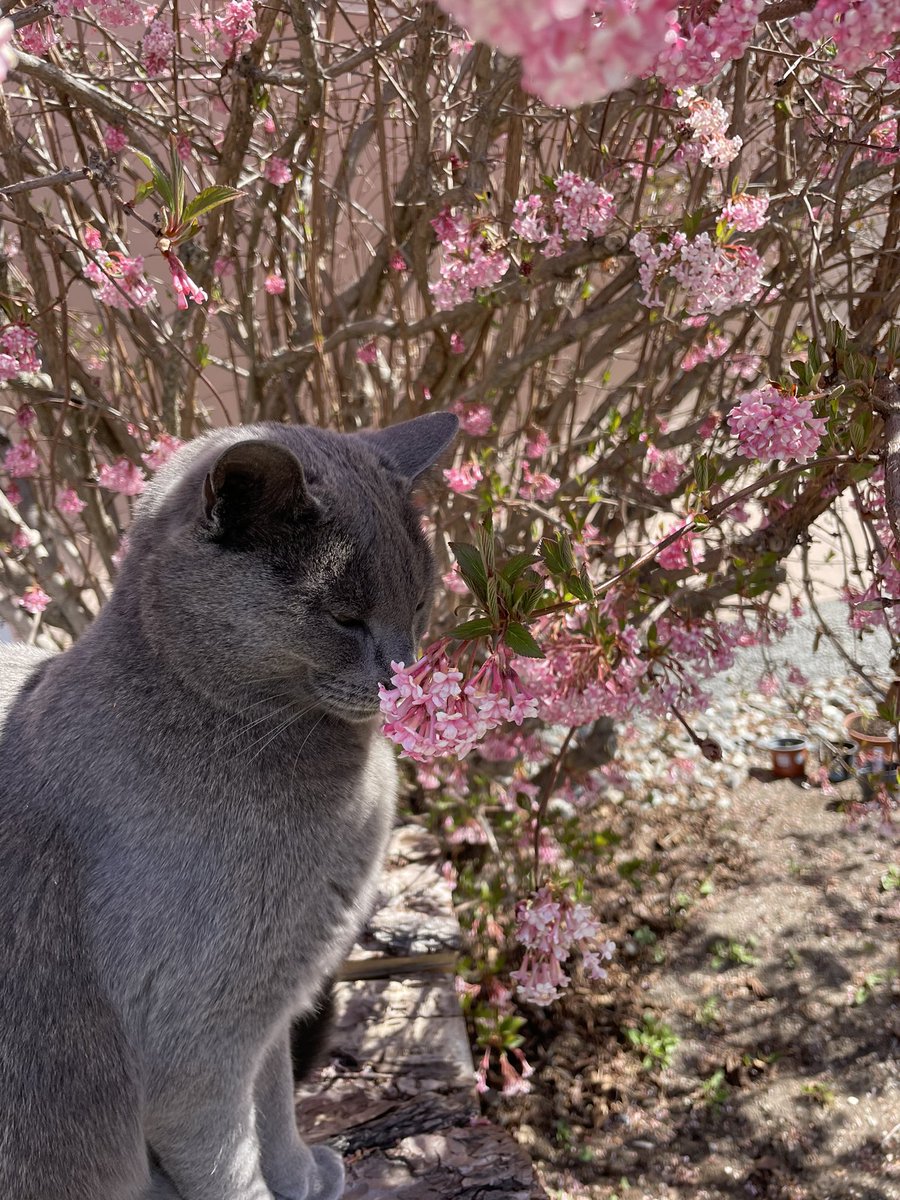 My cat is actually stopping to smell the flowers 🥺🌸