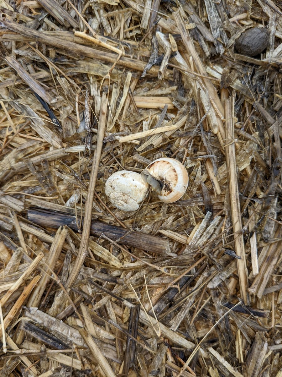 merindie1's tweet photo. Conical and round snails mating southern Yorke Peninsula, Adelaide hills and se SA. Last chance to bait as snails #getiton. #Italiansnails trying to lay eggs but soil is still a bit dry an inch down. #conicalsnails later mating 2022. Thanks #NorthernandYorkeLandscapeBoard https://t.co/0bt7J4JeKH