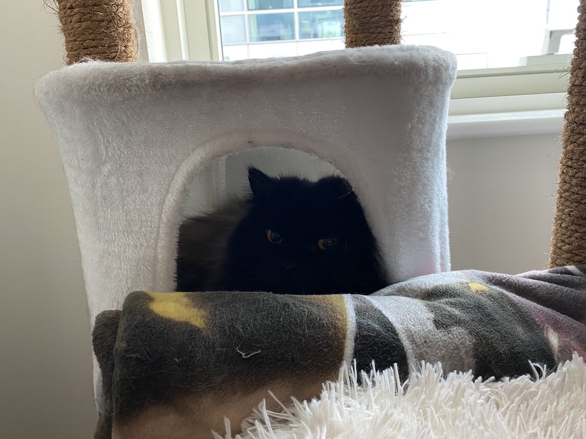 I finally found time to try this napping spot!… (I’ve been very busy these last 3 years)… I might use it again! 😸

#catnap #catlife #cat #catfurniture #catscatscats #blackcatsrule