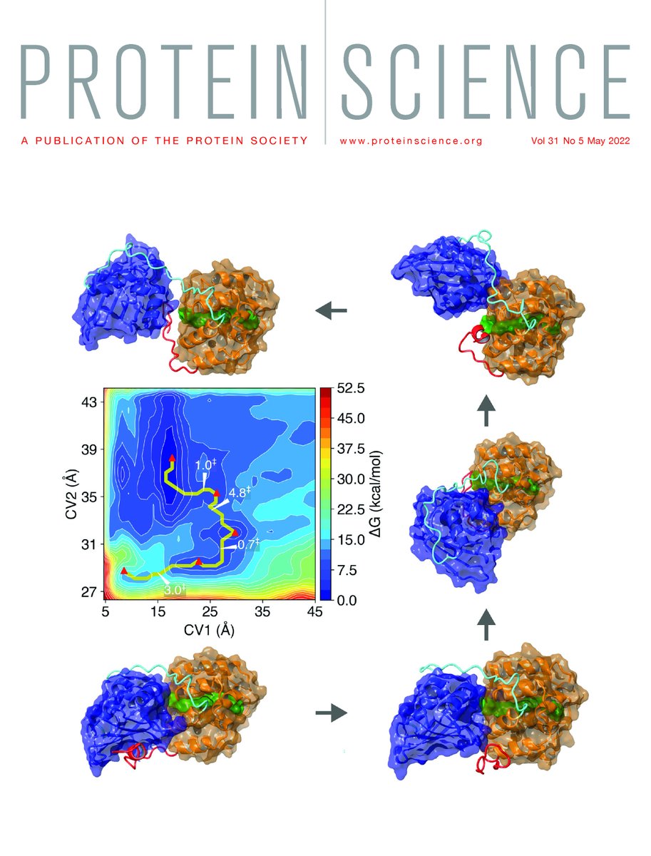 GasconLab's tweet photo. We made it to the cover: A metadynamics study on the early stages of domain separation in the Orange Carotenoid Protein. https://t.co/chAYgLqqTz.
Collaboration with @NataliaPigni, Mahmoud Sharawy, and Eric May at @UConn @UConnCLAS. https://t.co/uc1ozAY1U7