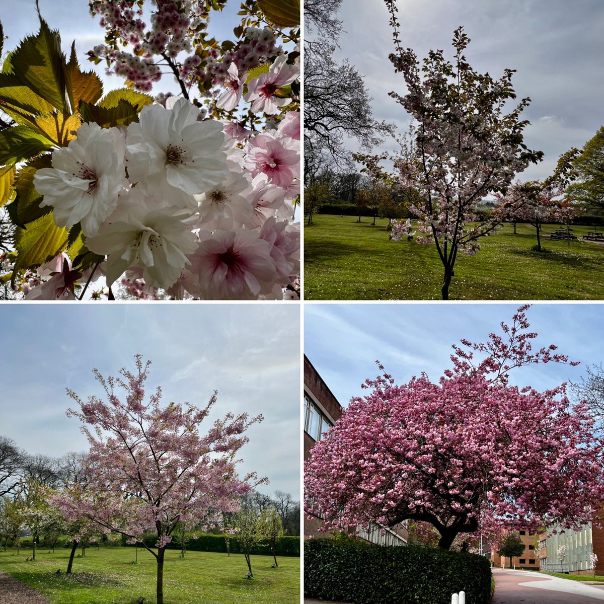 As we aren’t in an April lockdown, for the first time since I’ve worked at <a href="/KeeleSU/">Keele SU</a> I’ve been able to fully appreciate their cherry trees 😍 Kudos <a href="/KeeleUniversity/">Keele University 🐿️</a>, that’s quite the collection!