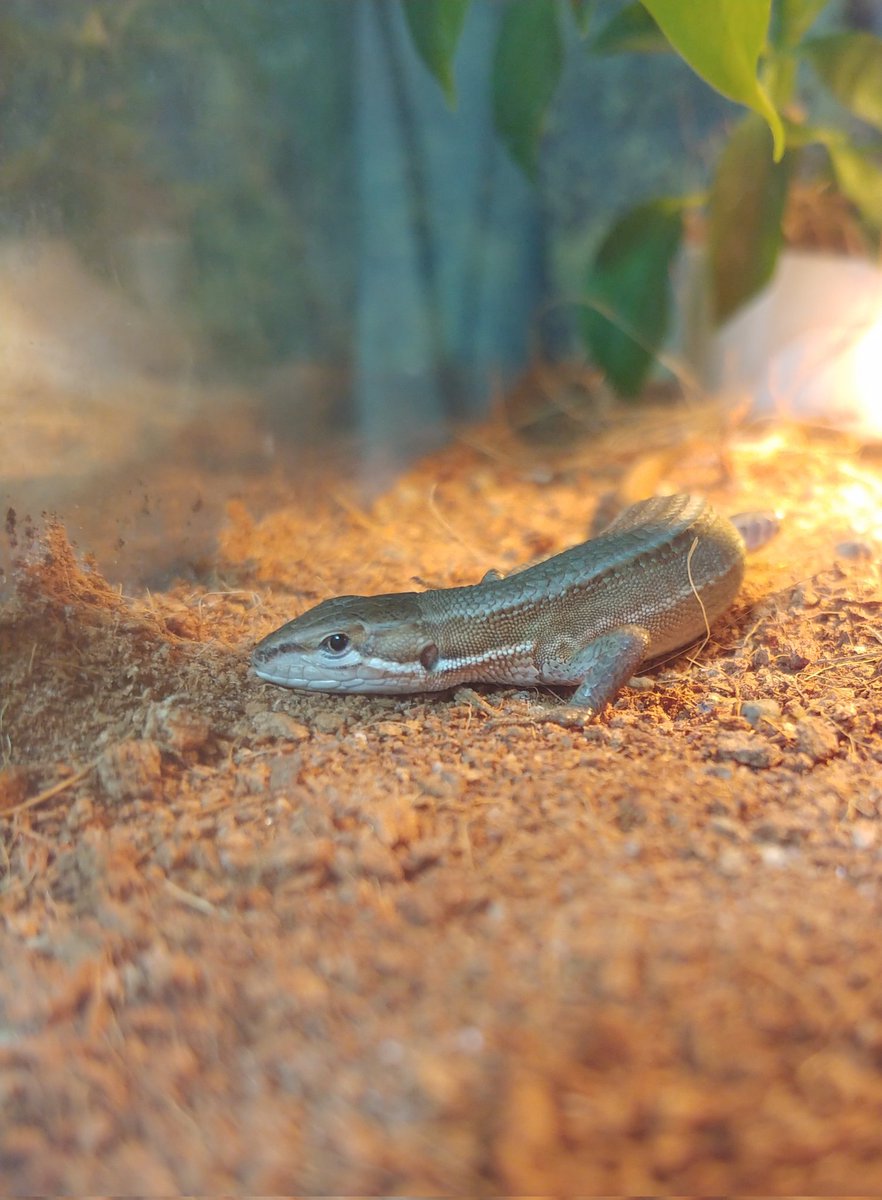 フク カナヘビ飼育はお金がかかる Kawaiikanahebi Twitter