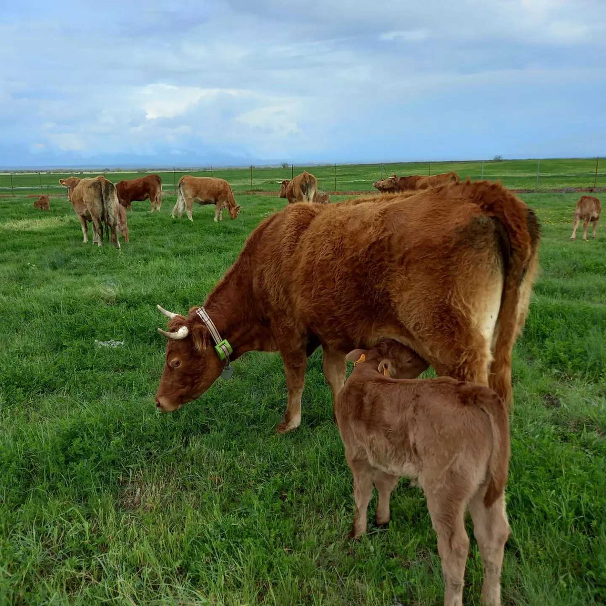 Digitanimal's tweet photo. Hoy os compartimos estas bonitas fotos que nos envía Marcelino de sus vacas limusinas en Los tesorillos de Torralba de Oropesa (Toledo) 🌄🐮
¡Cómo nos gusta recibir estas imágenes! 🤗
💻 https://t.co/QsADs73SKM
📤 info@digitanimal.com
📞 914 126 657
#digitanimal #collaresGPS https://t.co/bC3t64NEw3