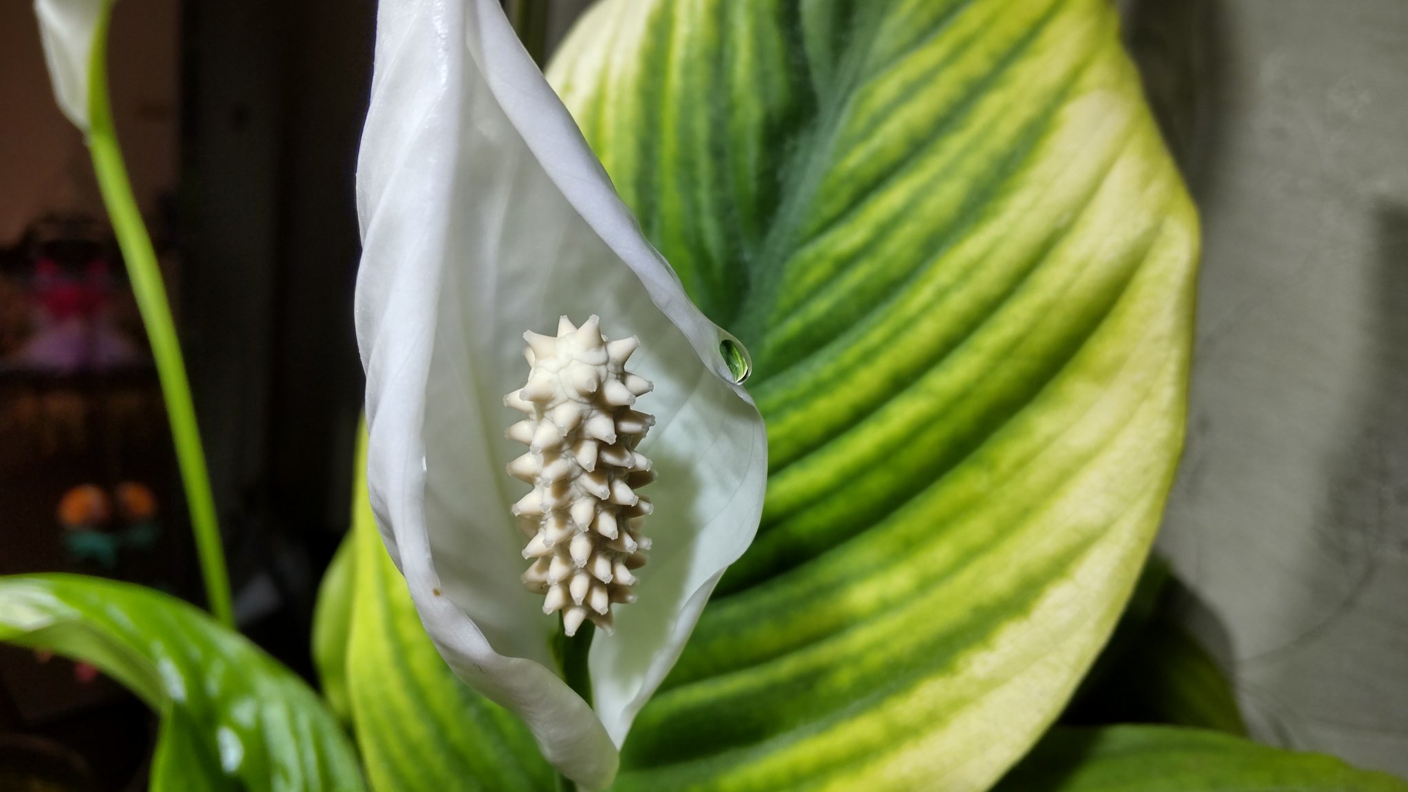 Son スパティフィラムの花に水滴が スパティフィラム T Co Jvpfkobbpm Twitter Son スパティフィラムの花に水滴が スパティフィラム T Co Jvpfkobbpm Twitter