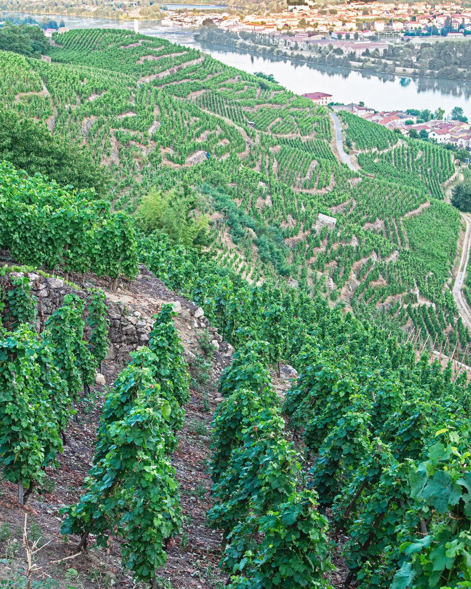 Condrieu is often overshadowed by the great red-wine AOCs of the northern Rhône, but it’s no exaggeration to say this bottle from André Perret is one of the great wines of France. Made from ancient-vine Viognier planted along the Rhône’s dramatically...shop.kermitlynch.com/pages/newslett…