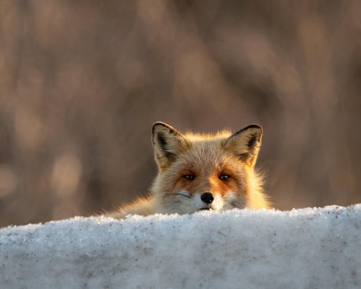 Ezo (Hokkaido) Red Fox.     #Japan #EzoRedFox #RedFox #fox #wildlife #wildlifephotograpy #photography #hokkaido #omsystem #niseko