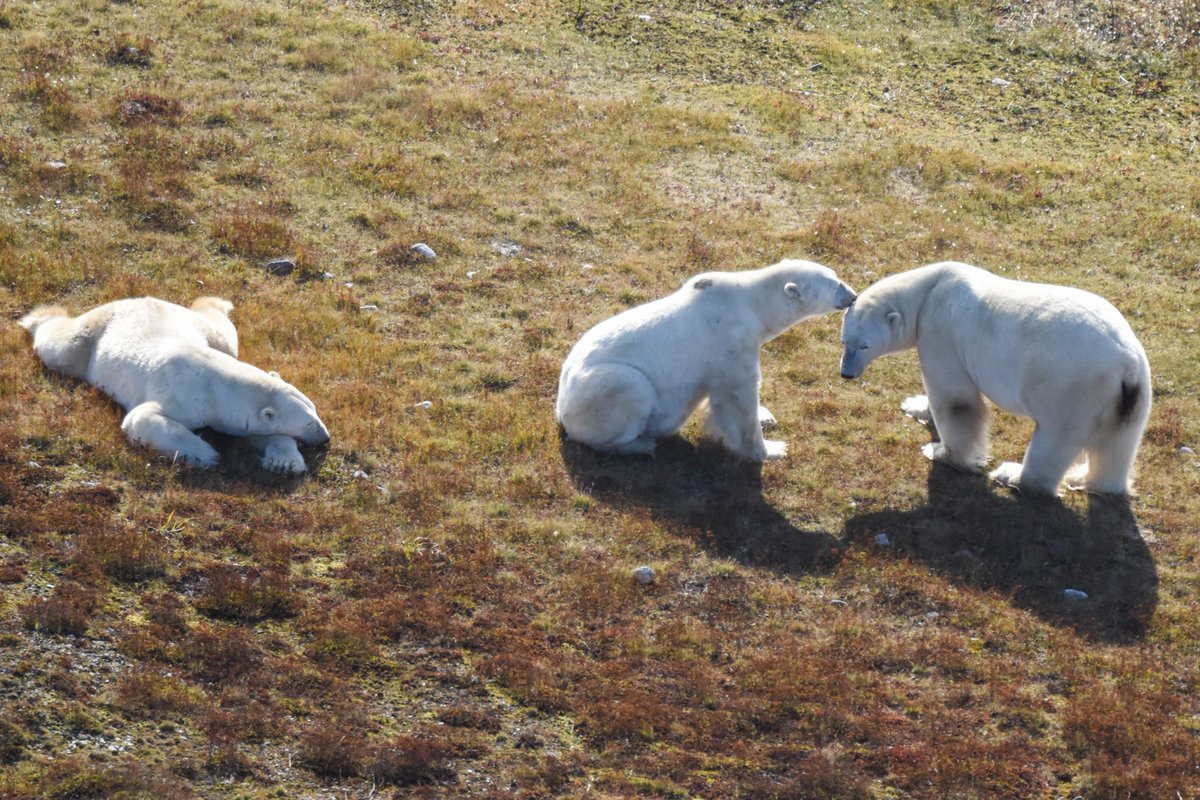 23RTurner's tweet photo. 🚨🚨 Dream Job Alert (x2) 🚨🚨

Wapusk National Park is hiring two resource management technician positions. Come support projects related to polar bear, caribou and snow goose research and monitoring!  

Full Job description here: https://t.co/rB577y4VUA

#conservationjobs #Jobs https://t.co/XWDkTqDldE