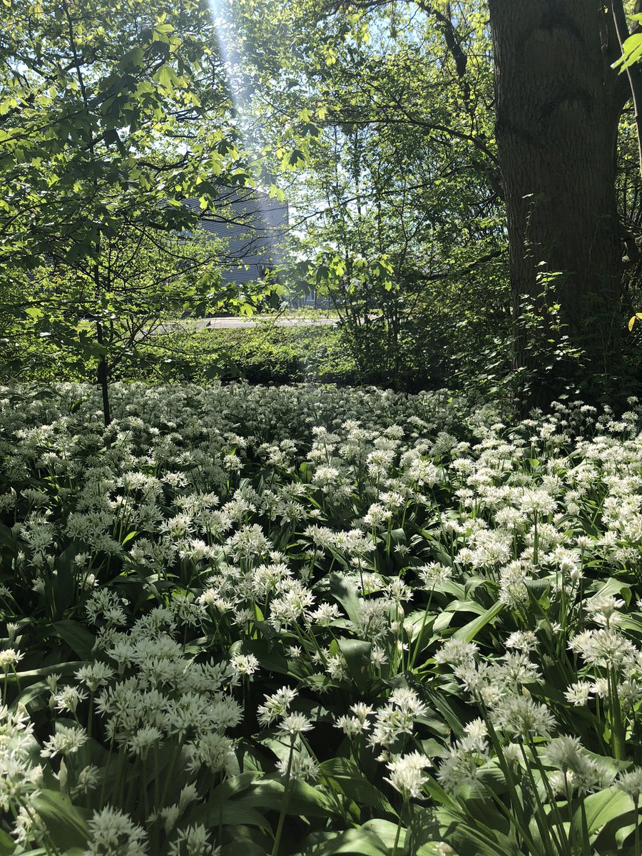 Héérlijk 🔆 Vitamine D, wandelen en wilde knoflookbloemen in onze pauze 💚🧄✨

Geniet jij ook zo van het lenteweer? 🌸