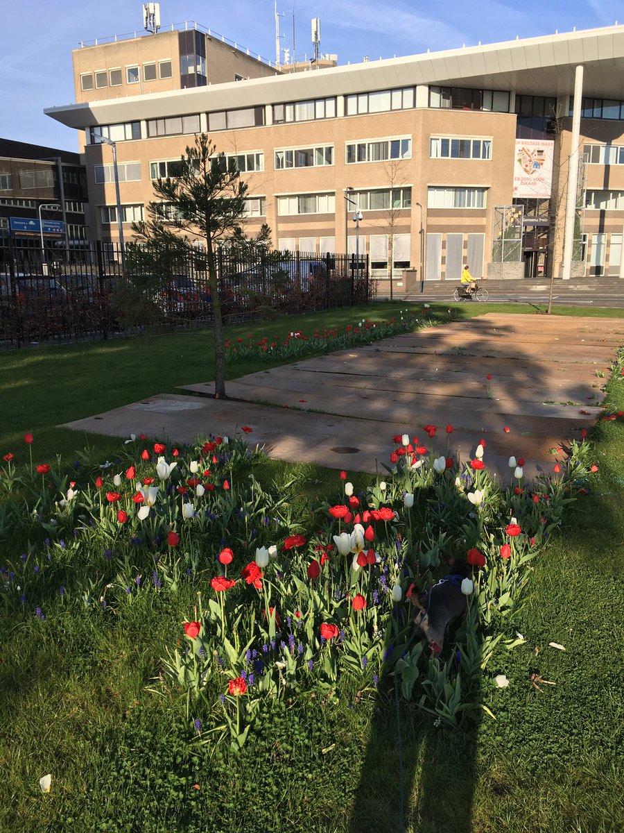 OwenVries's tweet photo. @breda genoten van de mooie tulpen afgelopen weken. Waarom die metalen platen er op? Wie doet dat? Had dat niet anders gekund? Les voor volgend jaar / festival? https://t.co/Ugenh7mu90