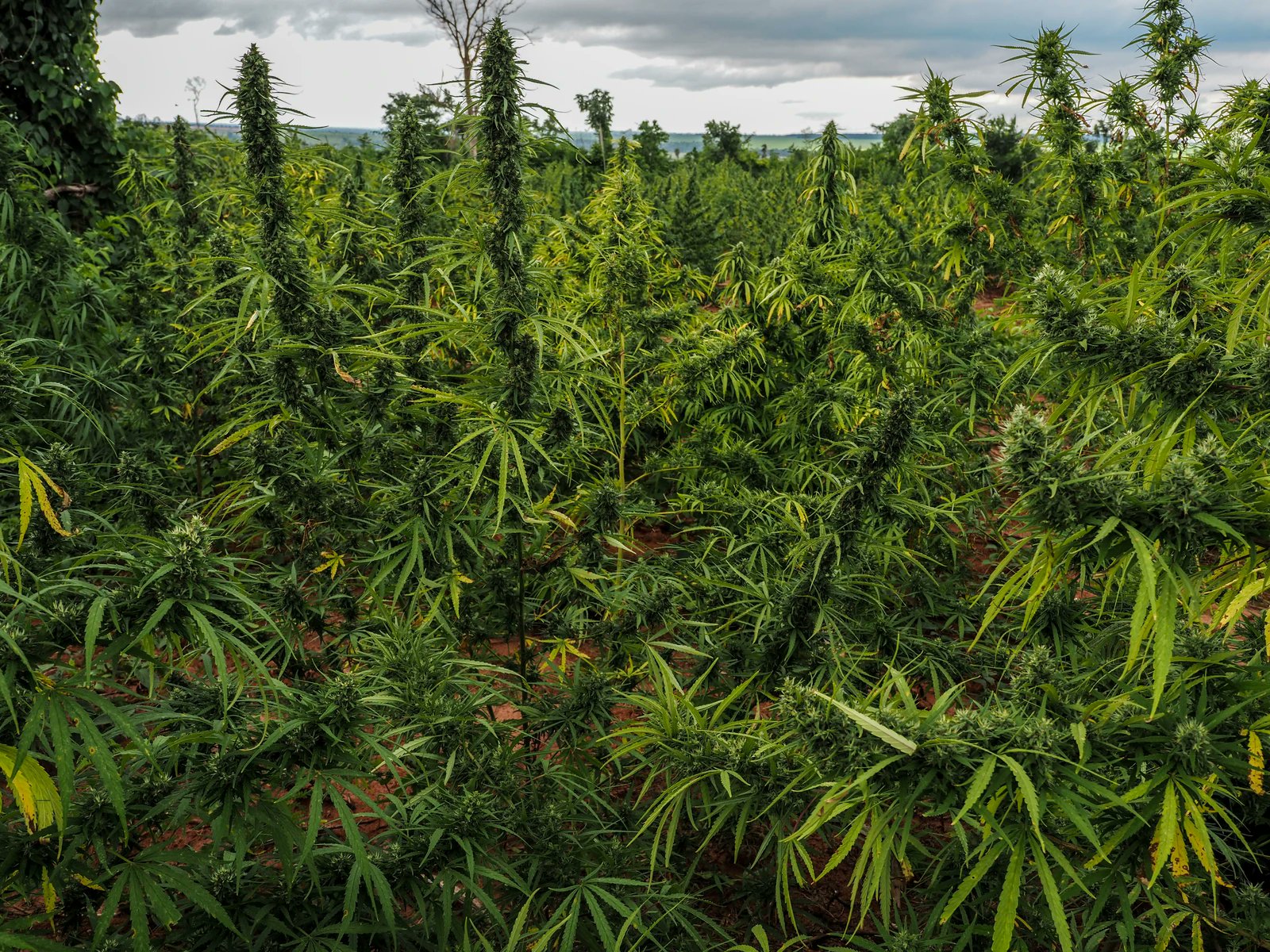 A família de Juan cultiva seis hectares de maconha na zona rural do Paraguai, que será transformada em erva prensada. Foto: Nathaniel Janowitz / Vice World News.