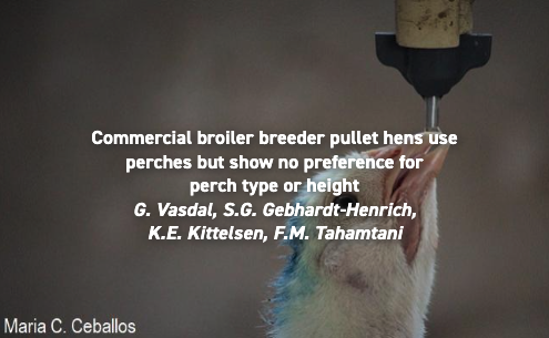 appliedethology's tweet photo. New research shows that commercial builder breeder pullet heads use perches but show no preference for perch type or height.
Find the full article #openaccess on this page: https://t.co/QasKMdnnh3 https://t.co/LjnVrBjYqW
