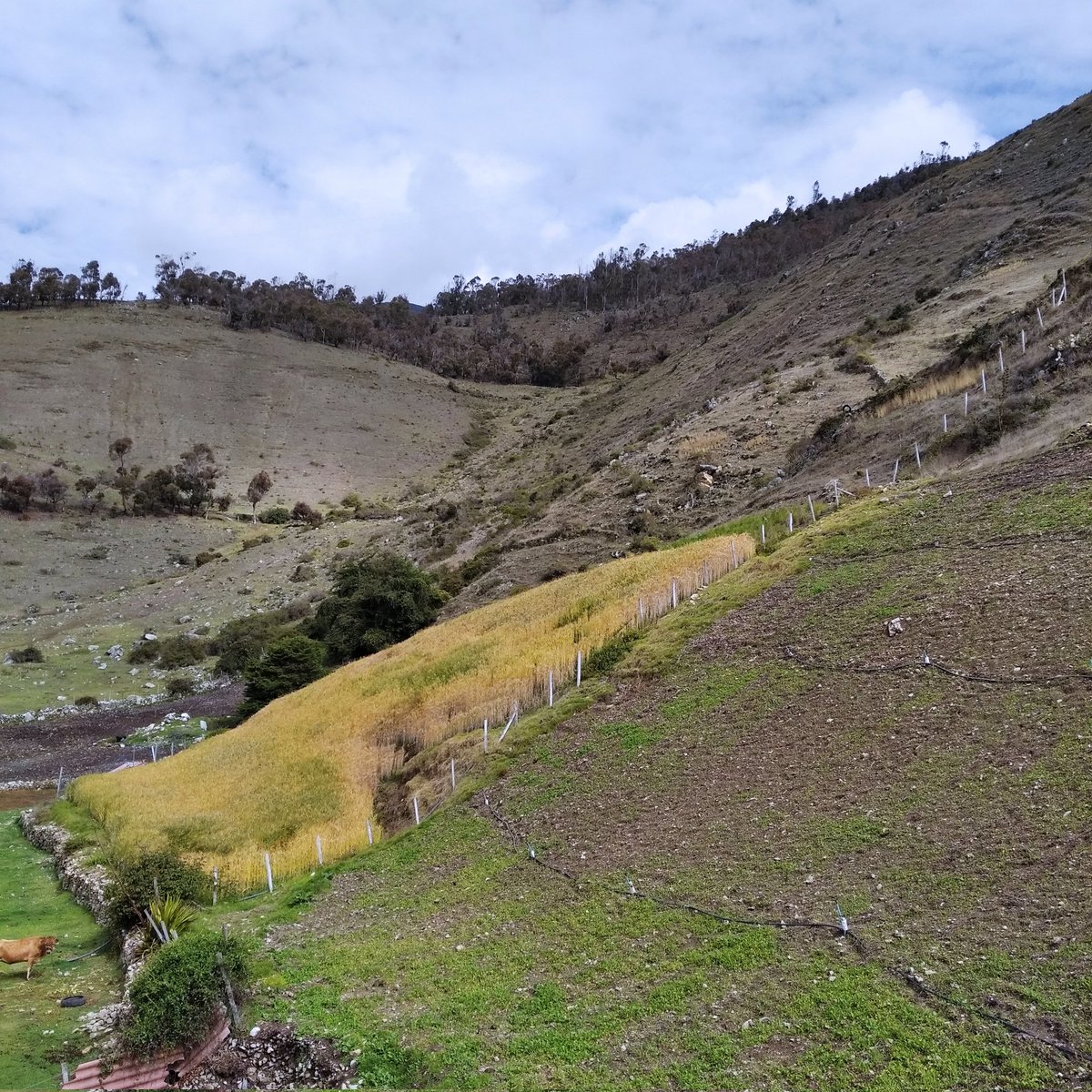 ParajesAndinos's tweet photo. Nuestra primera parada en la aldea de #LaMusui 😍 pintoresco y emblemático pueblo del páramo merideño ¿Conoces todas sus bondades socioculturales, naturales y turísticas?
Estamos #EnLaRuta para CONOCER y QUERER los andes venezolanos #Miercoles #FelizMiercoles https://t.co/JBgVVehQuJ
