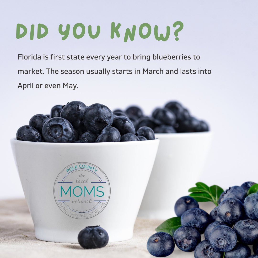 MomsPolk's tweet photo. Have you gone blueberry picking yet? There is still time to go pick up some of these beauties. So grab the family and head on out!

🫐🧺 https://t.co/cuEKYO69Re

#blueberry #upickfarm #lakecounty #hillsborough #polkcountymoms #plantcity #supportsmallbusiness #supportfarmers https://t.co/wlsFwykjTq