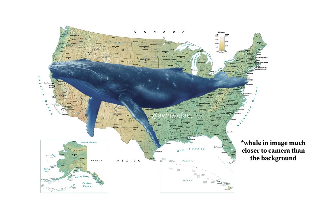 many people don’t realize just how big a whale can be when the image isn’t to scale