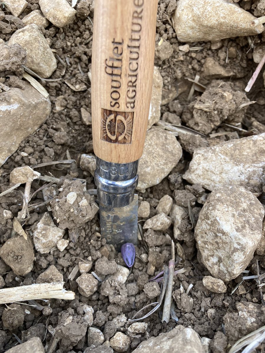 OlivierCOSTE2's tweet photo. Ça fait de la poussière,il fait 🥵,mais les conditions sont bonnes.
On s’était dit rendez-vous cet après-midi @BONNIN1402,auprès de notre #Agriculteur 🧑🌾 #Lemken #Azurit et la dernière ligne droite concernant les plateaux de #Bourgogne,pour le semis de #Sunflower #Tournesol🌻. https://t.co/AOP3ALKtJ1