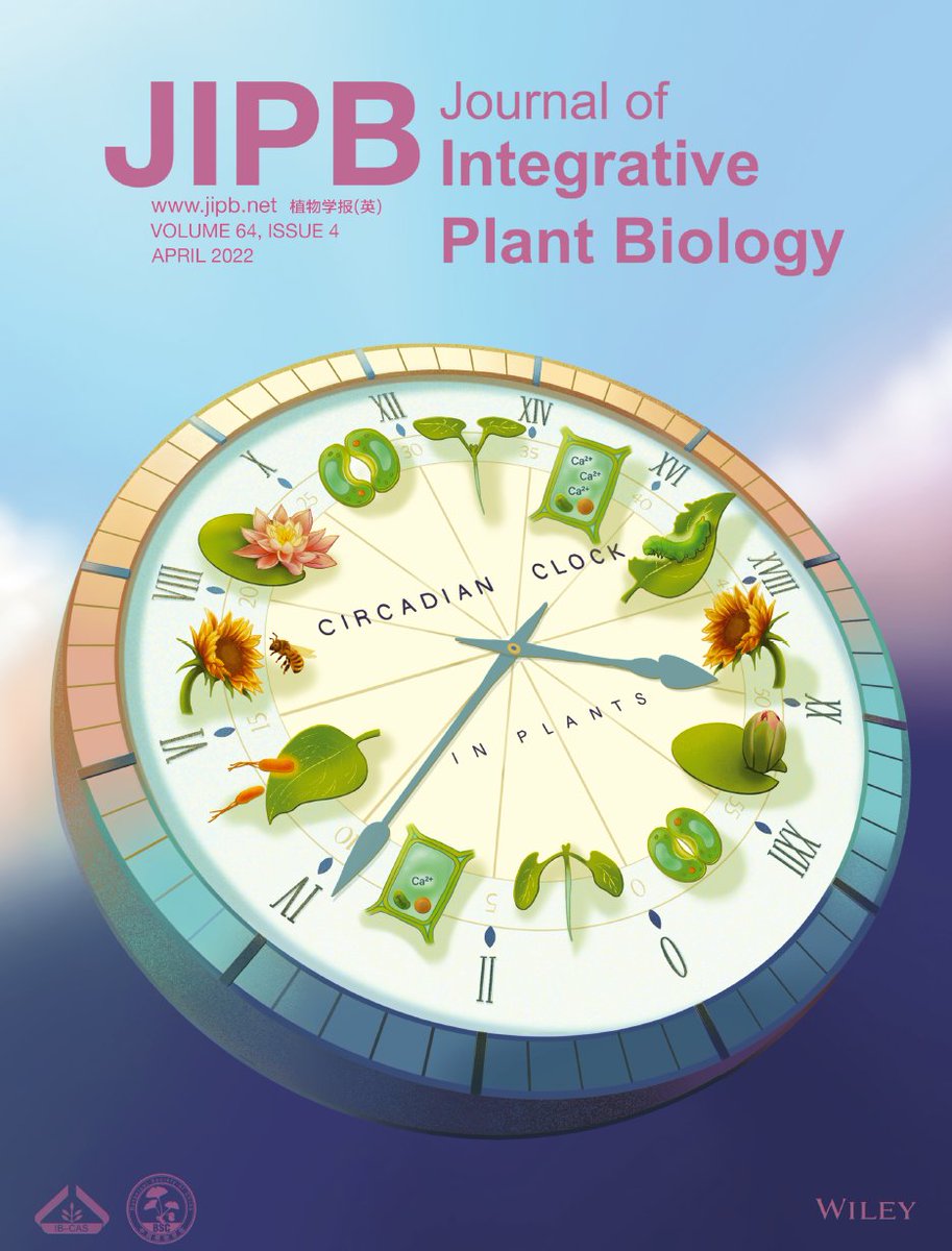 Check out this gorgeous cover for our April issue, highlighting the invited expert review 'Circadian clock in plants: Linking timing to fitness' by Xu et al. Find it here! onlinelibrary.wiley.com/doi/full/10.11… 
#JIPB @wileyplantsci #CircadianClock #PlantSci #Chronobiology #epigenetics